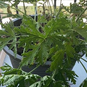 Photo of the plant species Citronella (anti-mosquito plant) by @SoulmateAjwain named Ci baby on Greg, the plant care app