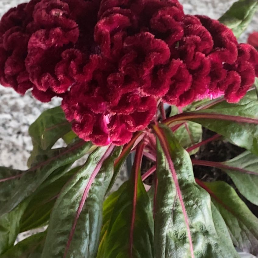 Photo of the plant species Celosia 'Dracula' by @SoulmateAjwain named Diana on Greg, the plant care app