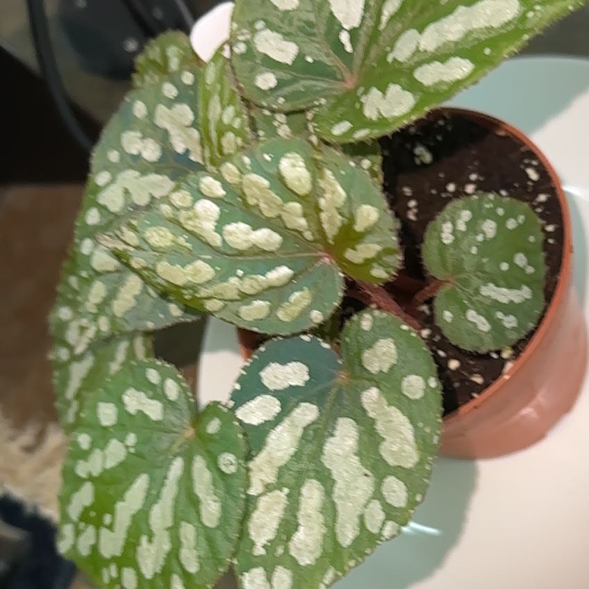 Photo of the plant species Betsy Begonia by @YeveSedum87 named Einstein on Greg, the plant care app
