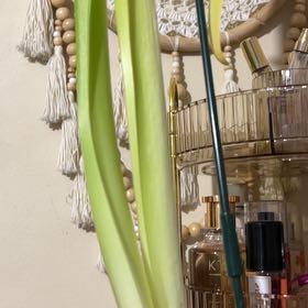 Photo of the plant species Galaxy Group Amaryllis by @TriumphantTutu named Miley on Greg, the plant care app