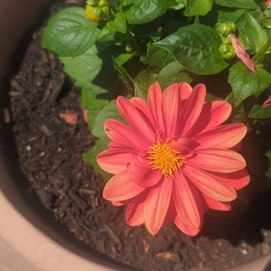 Photo of the plant species Garden Dahlia by @AdeptBluesage31 named Osmo on Greg, the plant care app