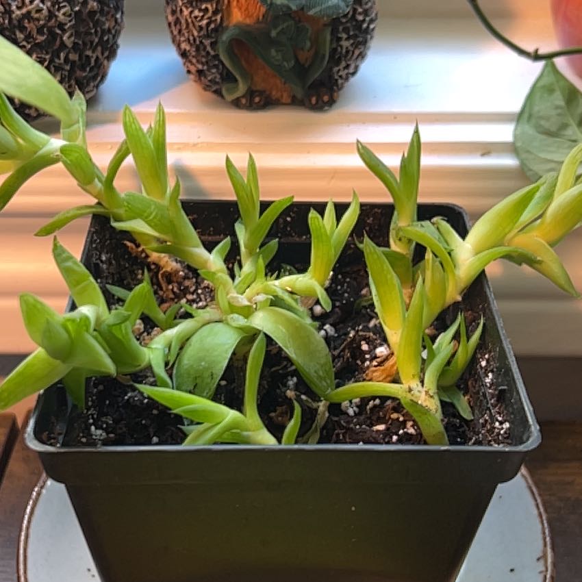 Photo of the plant species Mixed Succulent by @NiceCanarygrass named Fernie Mac on Greg, the plant care app