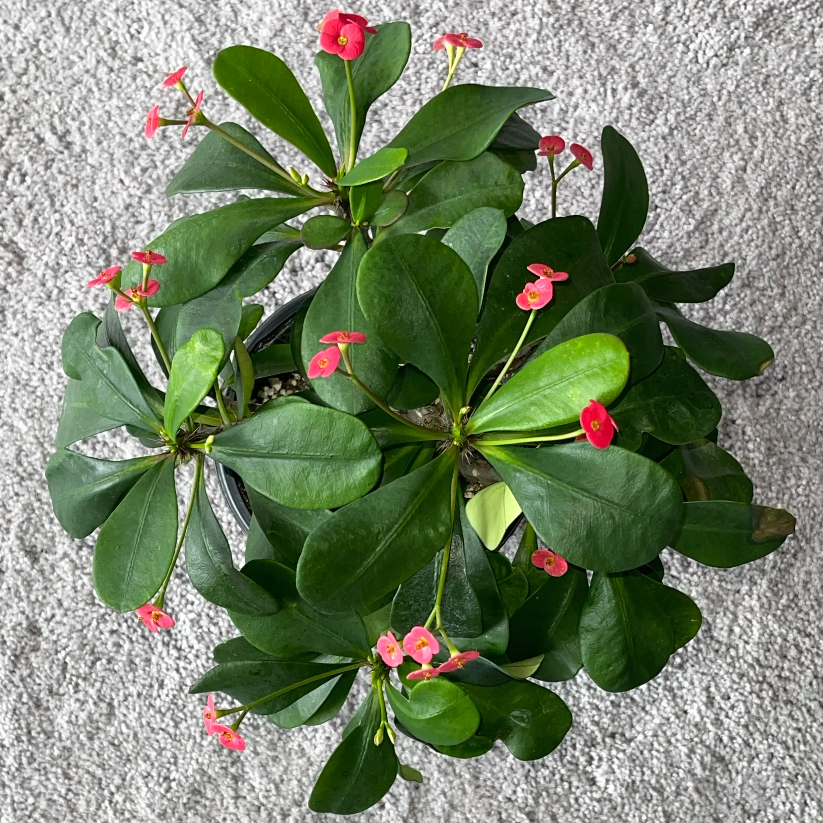 Euphorbia Milii