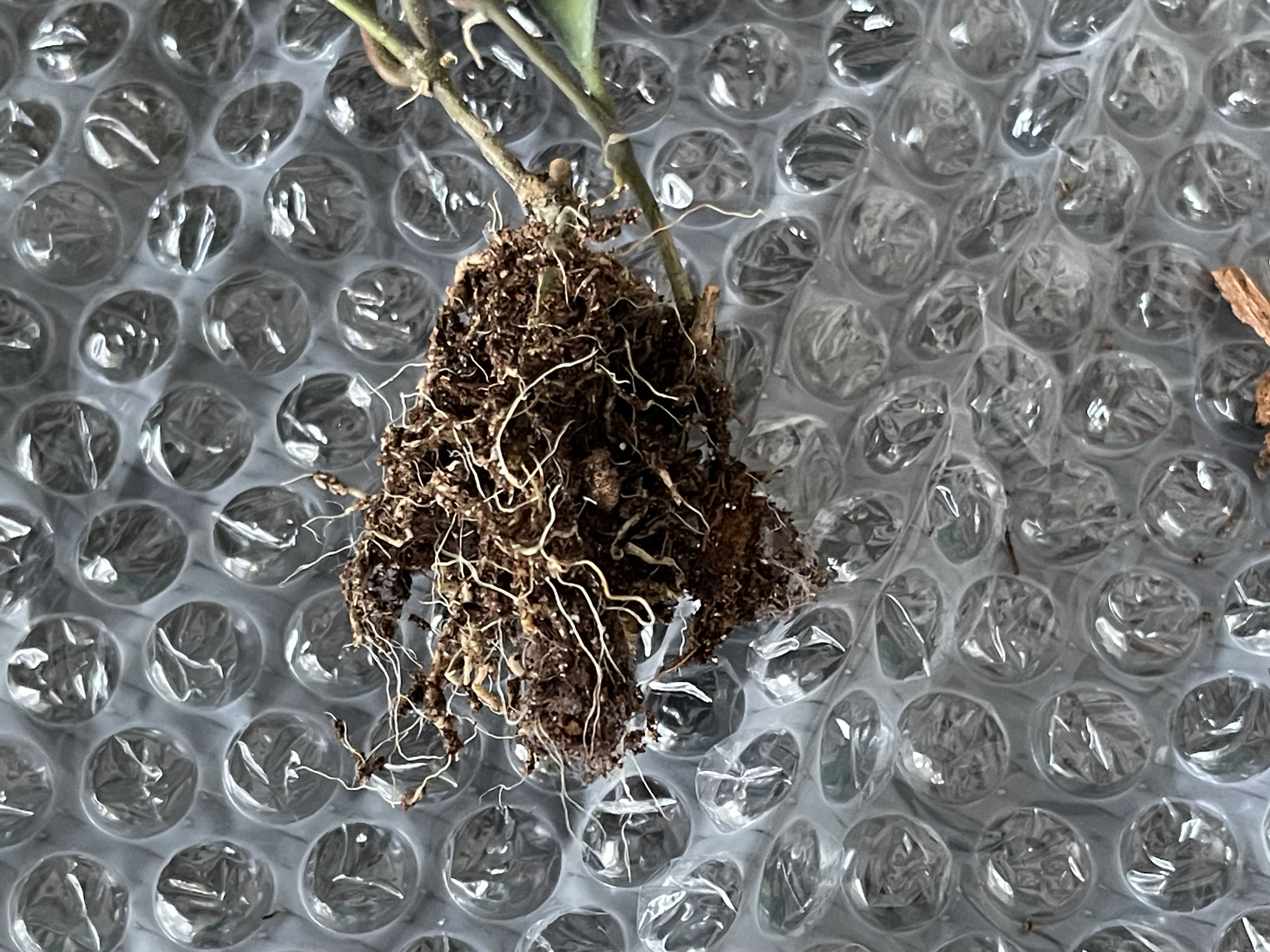 Photo from the post