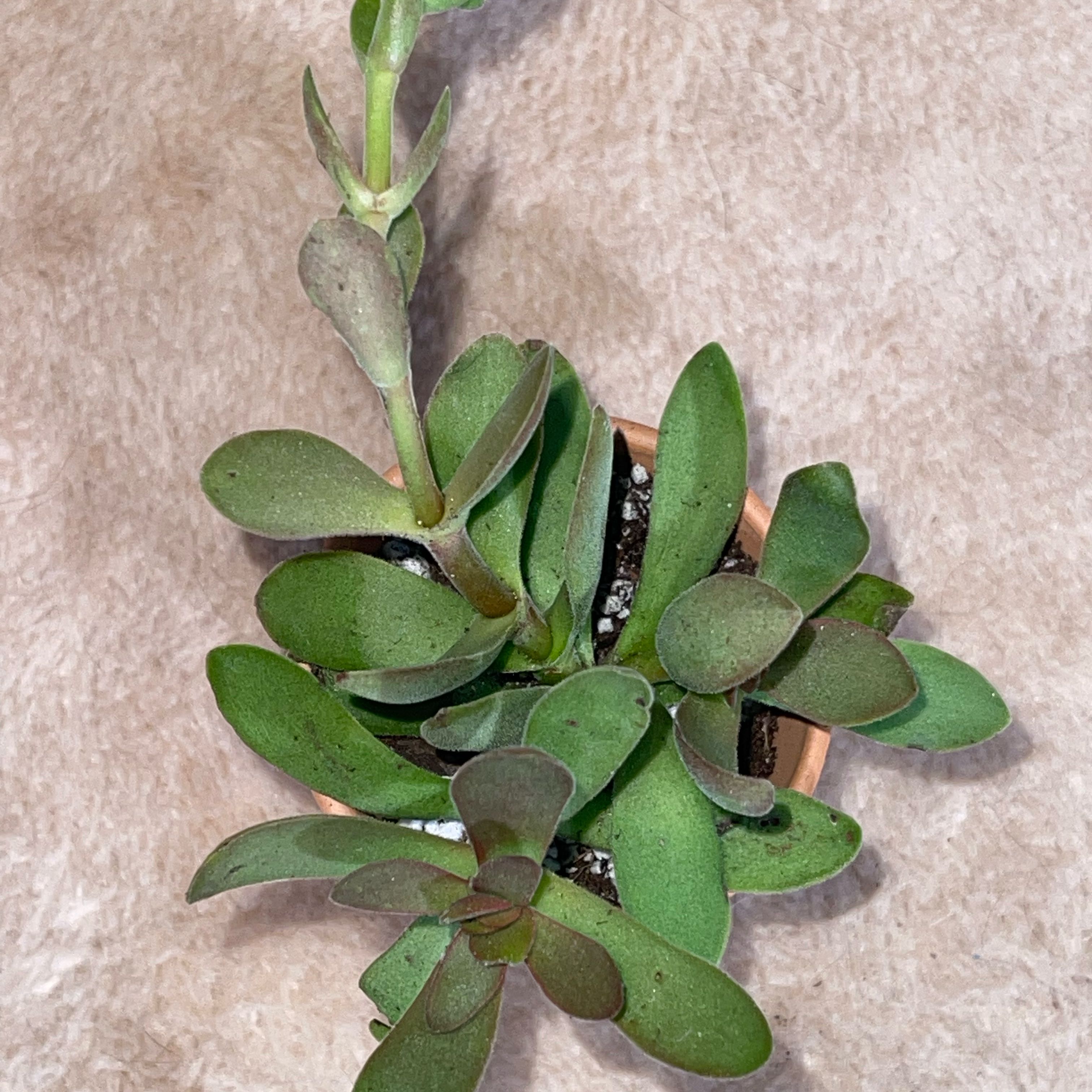 Photo of the plant species Crassula platyphylla 'minima' by @OrangeGrass named Logos on Greg, the plant care app