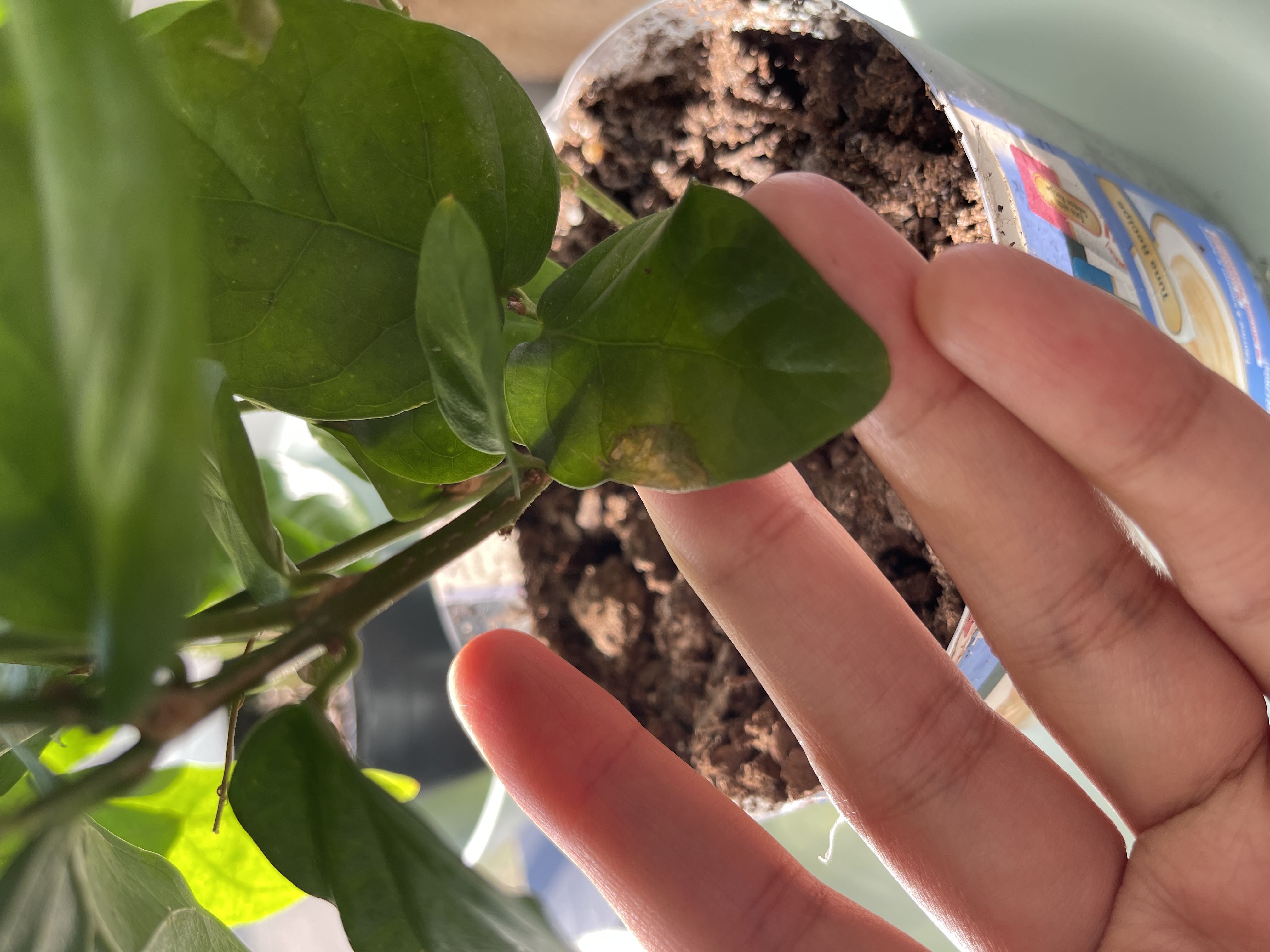 Photo from the post