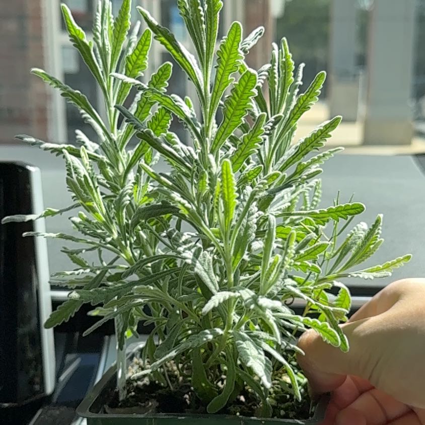 Photo of the plant species Goodwin Creek Lavender by @BigPaleprimrose named Elle on Greg, the plant care app