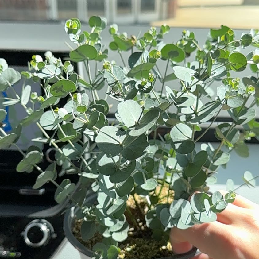Photo of the plant species Cider gum by @BigPaleprimrose named Mr E on Greg, the plant care app