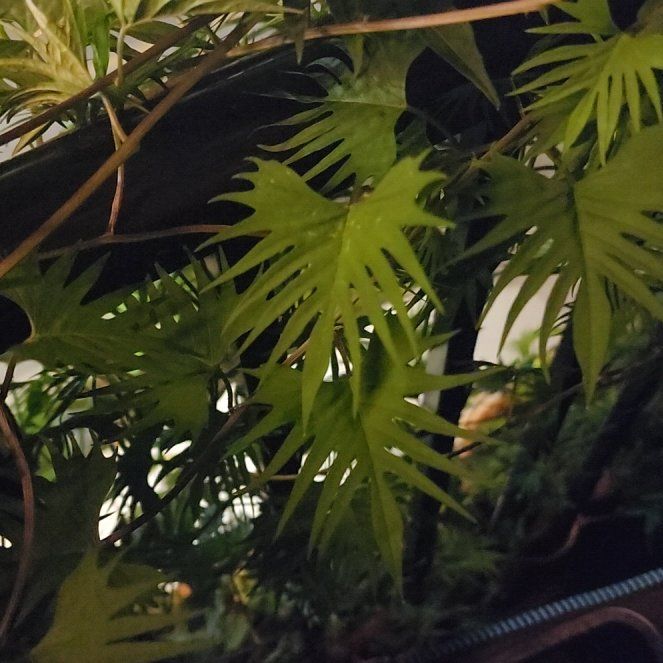Photo of the plant species Cardinal Climber by @DollForgetmenot named Luna on Greg, the plant care app