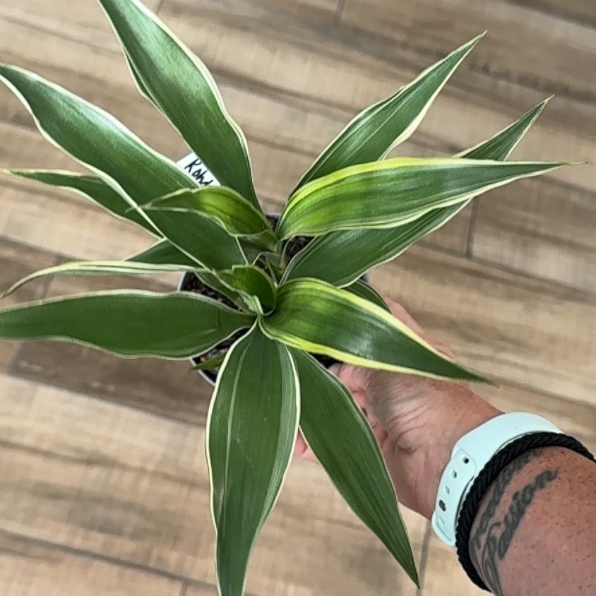 Photo of the plant species Rohdea japonica by @ZingCassava34 named Mollie on Greg, the plant care app