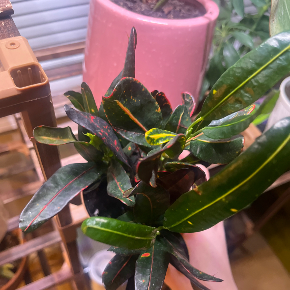 Photo of the plant species Codiaeum by @greens1 named Red on Greg, the plant care app