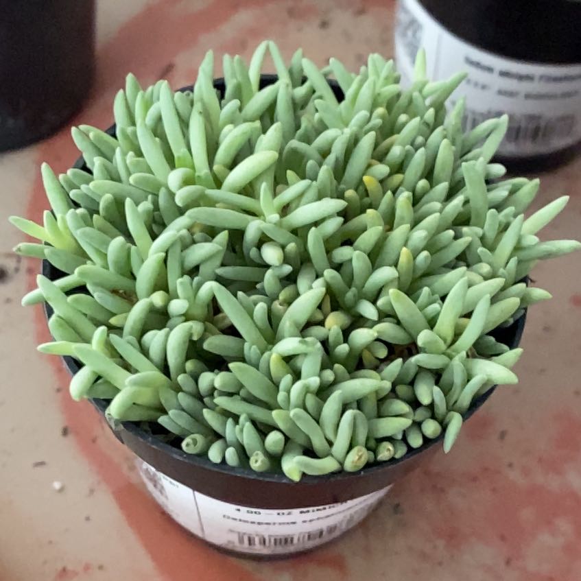 Photo of the plant species Tufted Ice Plant by @SilveryRedclaws named LiloStitch on Greg, the plant care app