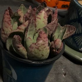 Photo of the plant species Chinese Jade by @SelfmadeRainbow named Oscar on Greg, the plant care app