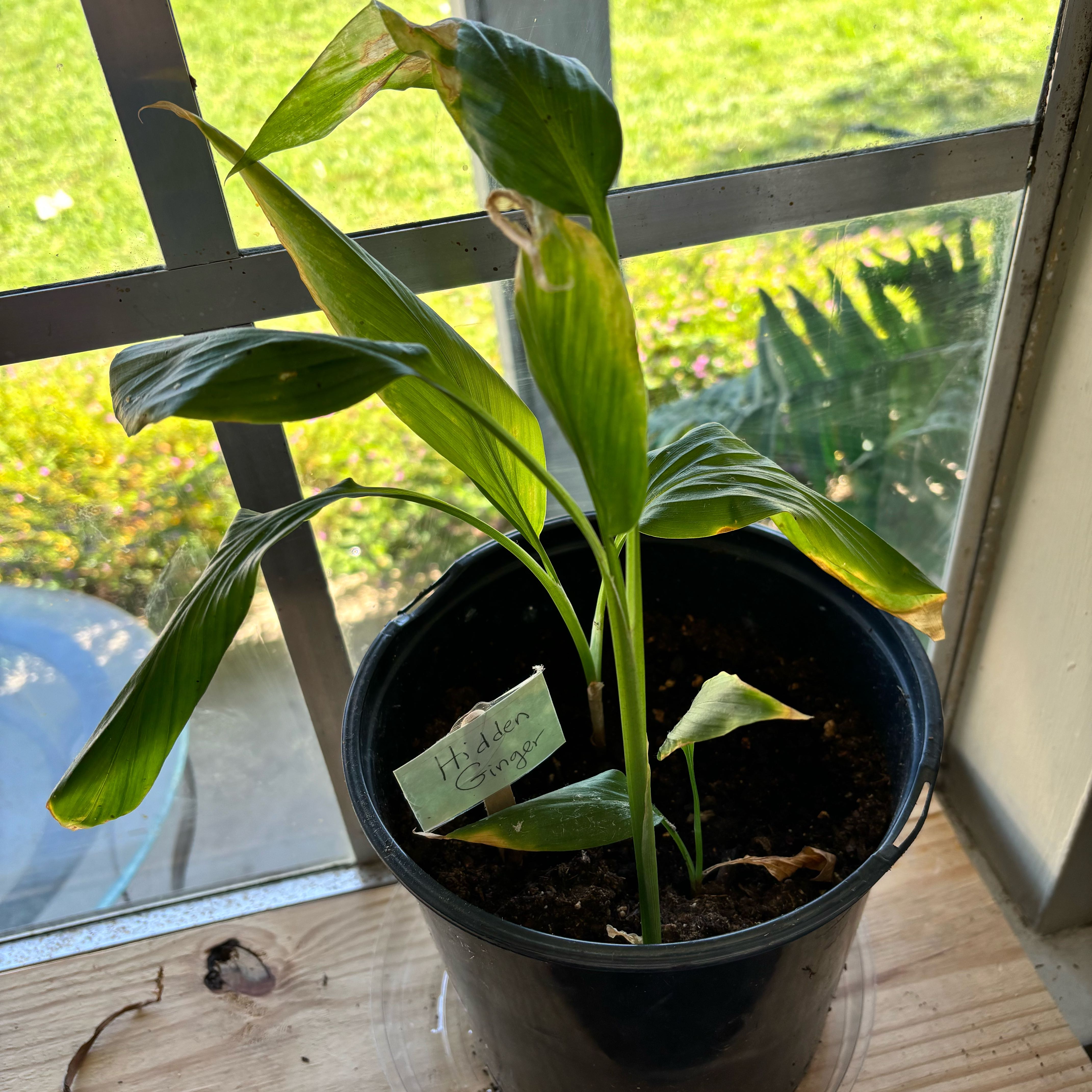 Photo of the plant species Ginger Lily by @HeroBubbleplant named Mollie on Greg, the plant care app