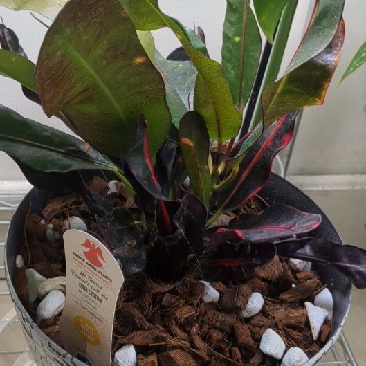 Photo of the plant species Codiaeum by @SoaringNinebark named Khaleesi on Greg, the plant care app