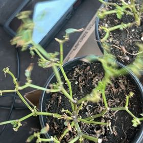 Photo of the plant species Basket of Fire Pepper by @FutureVetTech named Pica on Greg, the plant care app