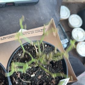 Photo of the plant species Basket of Fire Pepper by @FutureVetTech named Plato on Greg, the plant care app