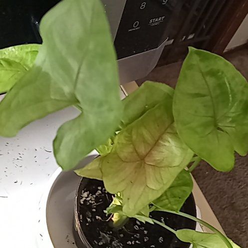 Photo of the plant species sygonium pixie by @GoldTorreypine named LiloStitch on Greg, the plant care app