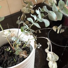 Photo of the plant species Silver Drop Eucalyptus by @HighThesickener named Hemingway on Greg, the plant care app