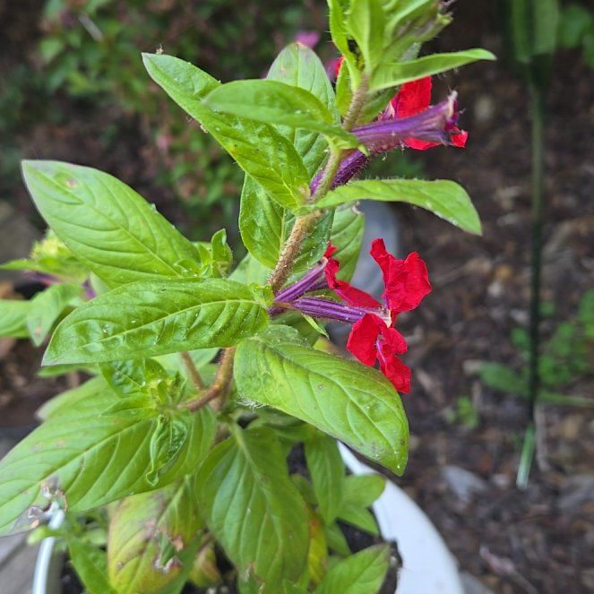 Photo of the plant species Cuphea by @ModelGliricidia named da Vinci on Greg, the plant care app