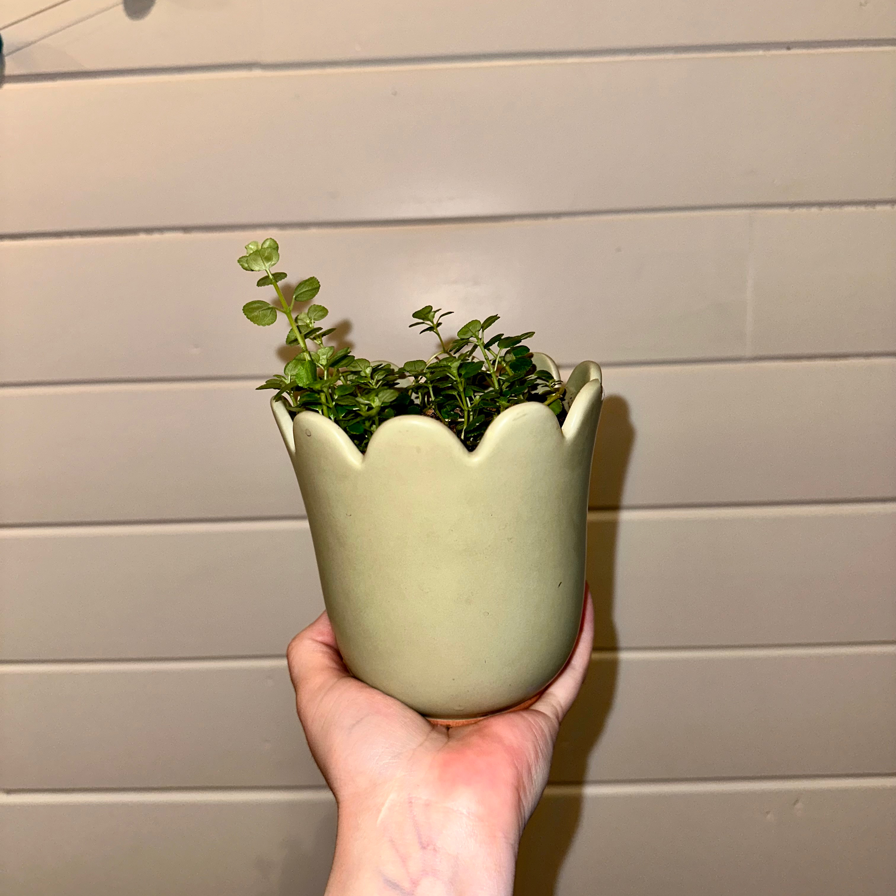 A hand holding a small potted Pilea Baby Tears plant with round green leaves against a light wooden background.