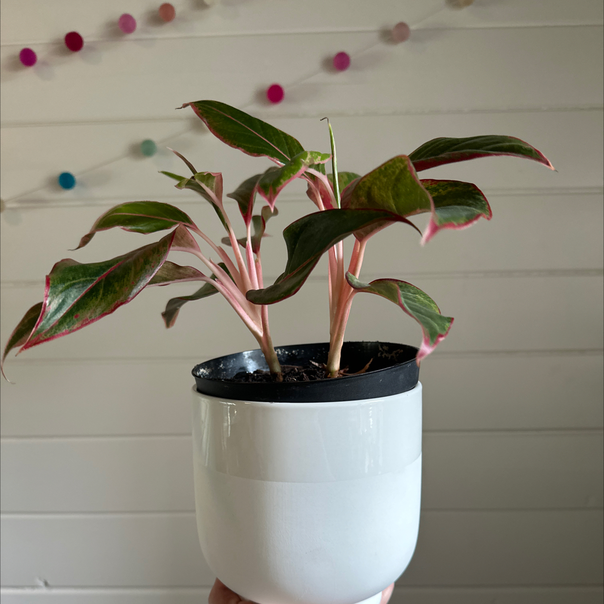 Stromanthe sanguinea 'Tricolor' plant in a white pot with vibrant leaves.