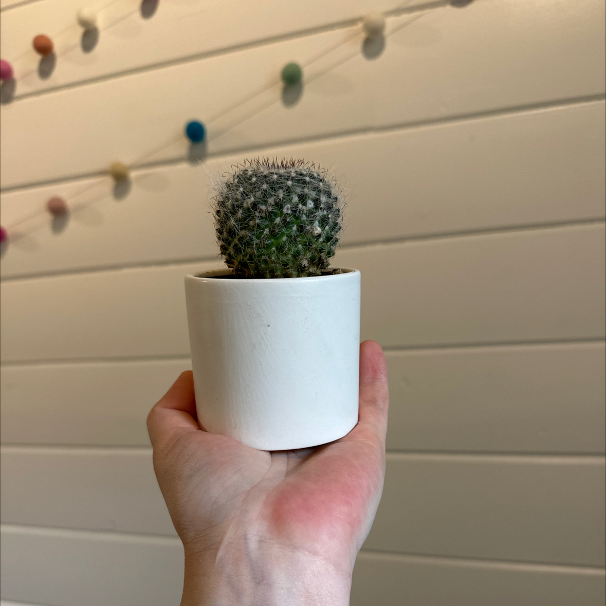 A Twin Spined Cactus in a white pot held up by a hand against a wall with string lights.