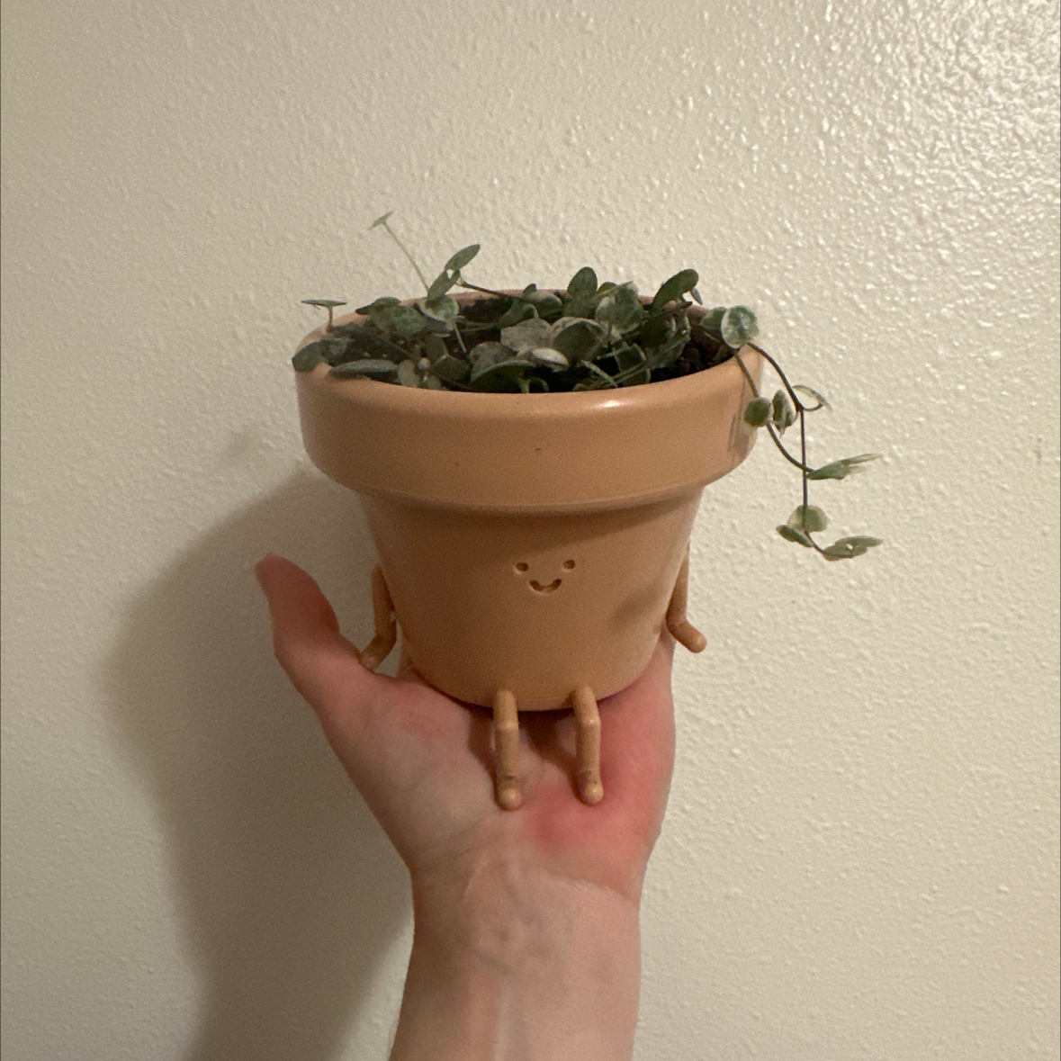 Variegated String of Hearts plant in a pot with a smiley face, held by a hand.