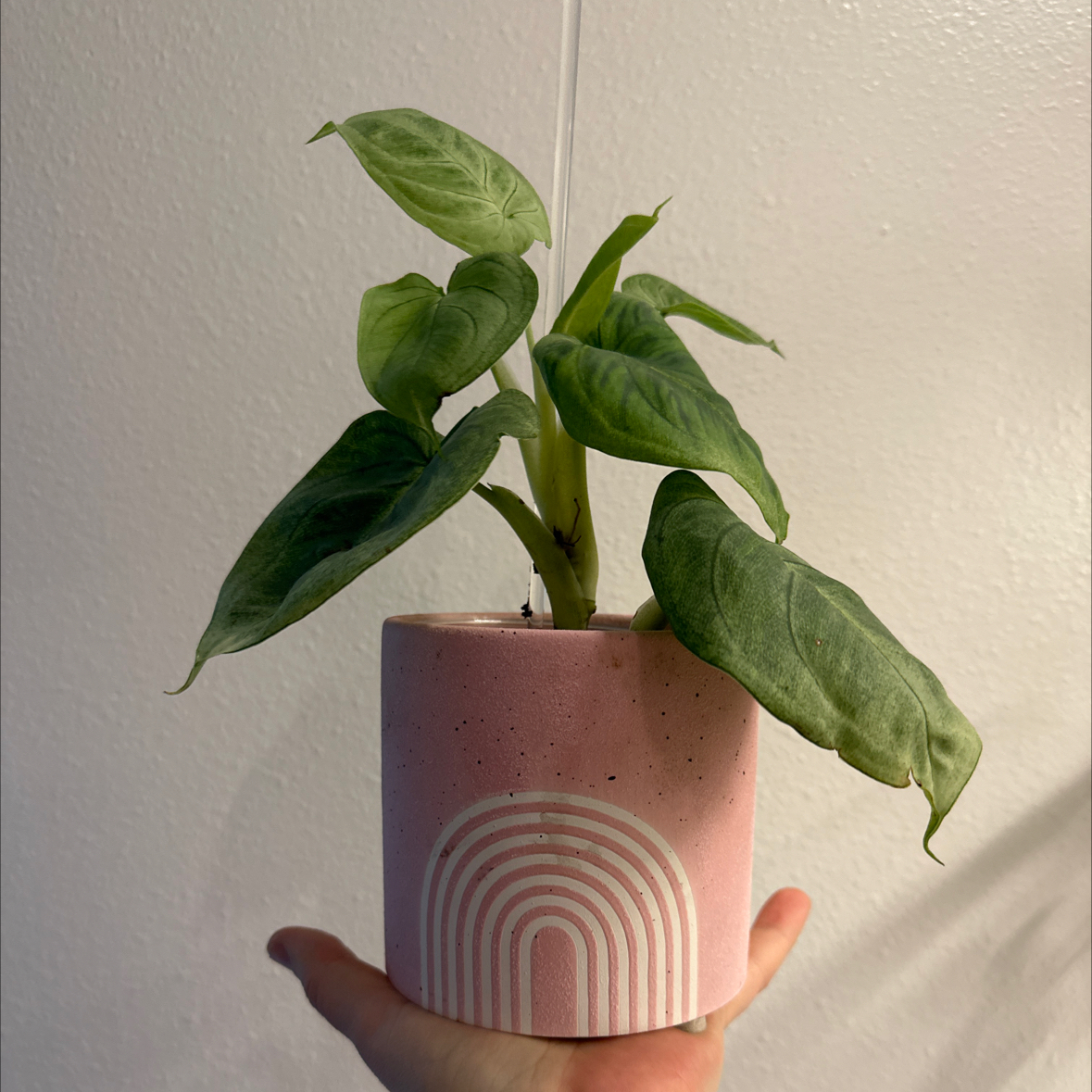Photo of the plant species Syngonium Frosted Heart by Lyuda named Elsa on Greg, the plant care app