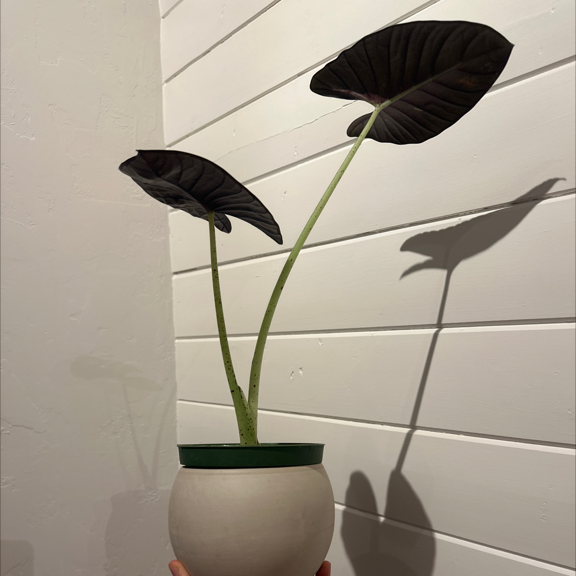 Alocasia nebula 'Imperialis' plant with three dark leaves in a white pot.