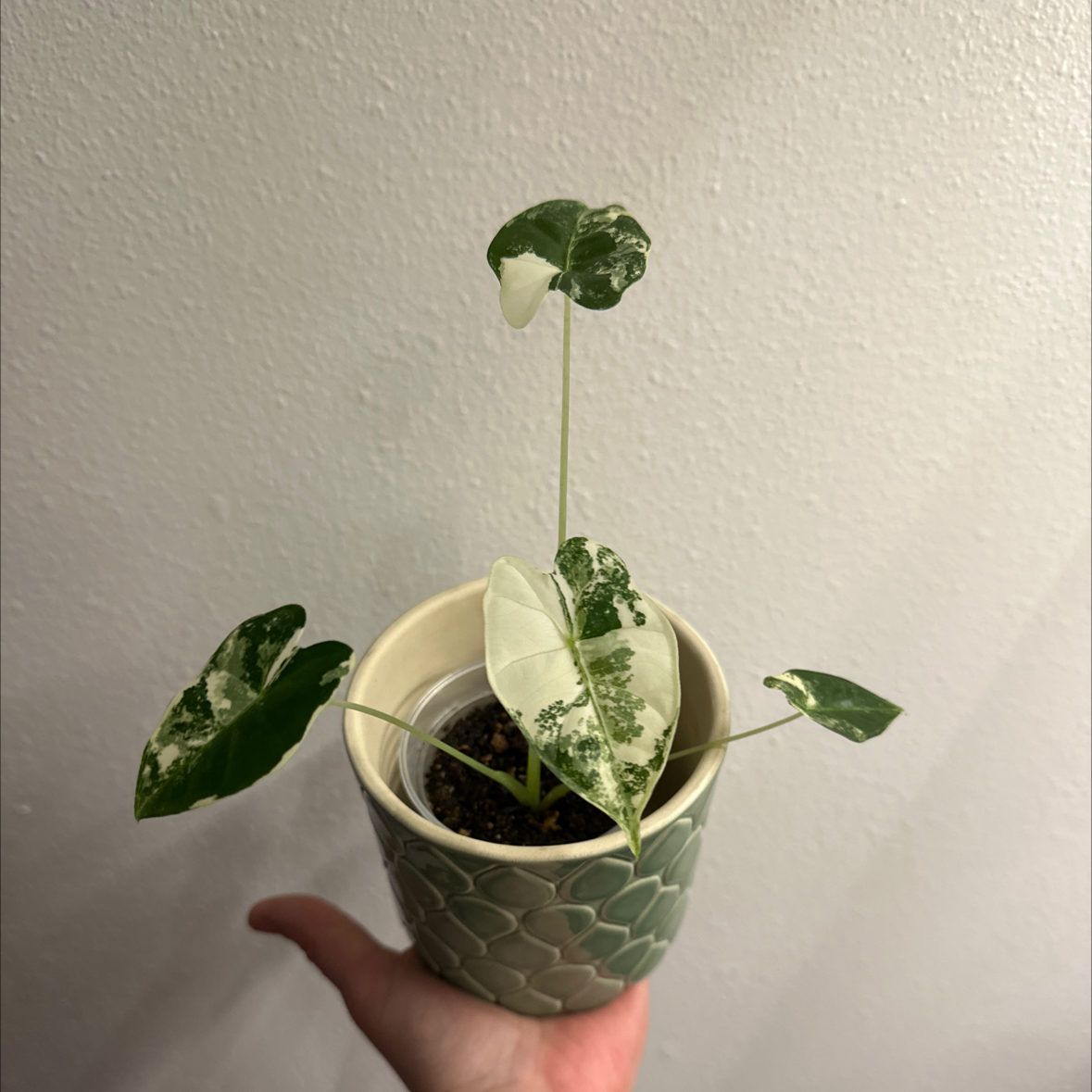 Variegated Alocasia frydek plant in a small pot, held by a hand.