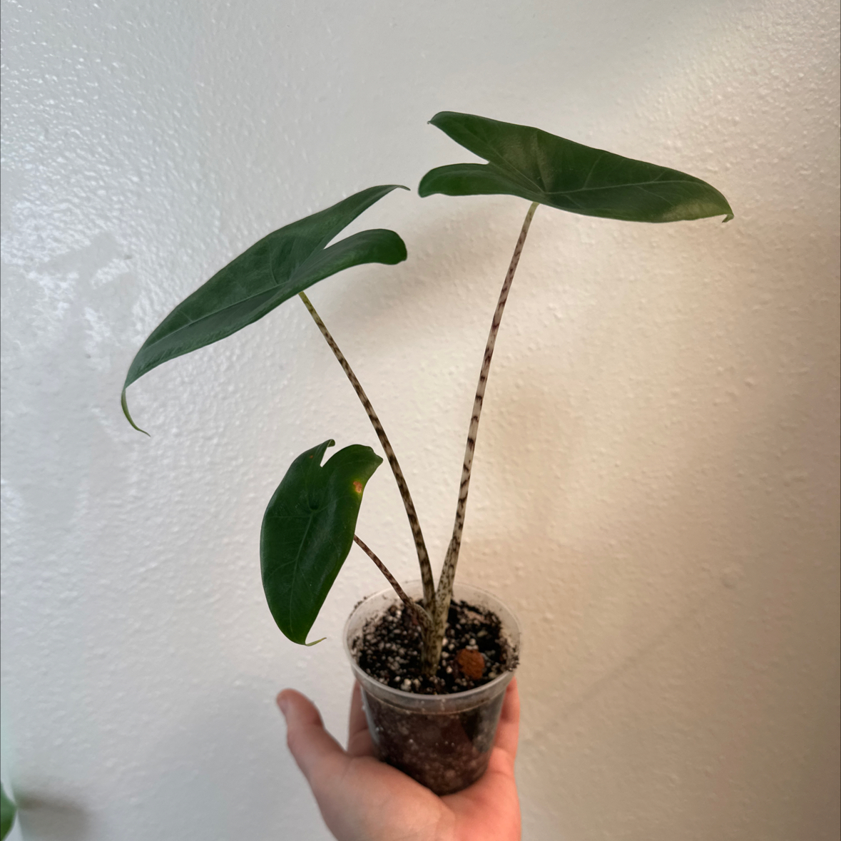Photo of the plant species Little Zebrina Alocasia by Lyuda named Gaga on Greg, the plant care app