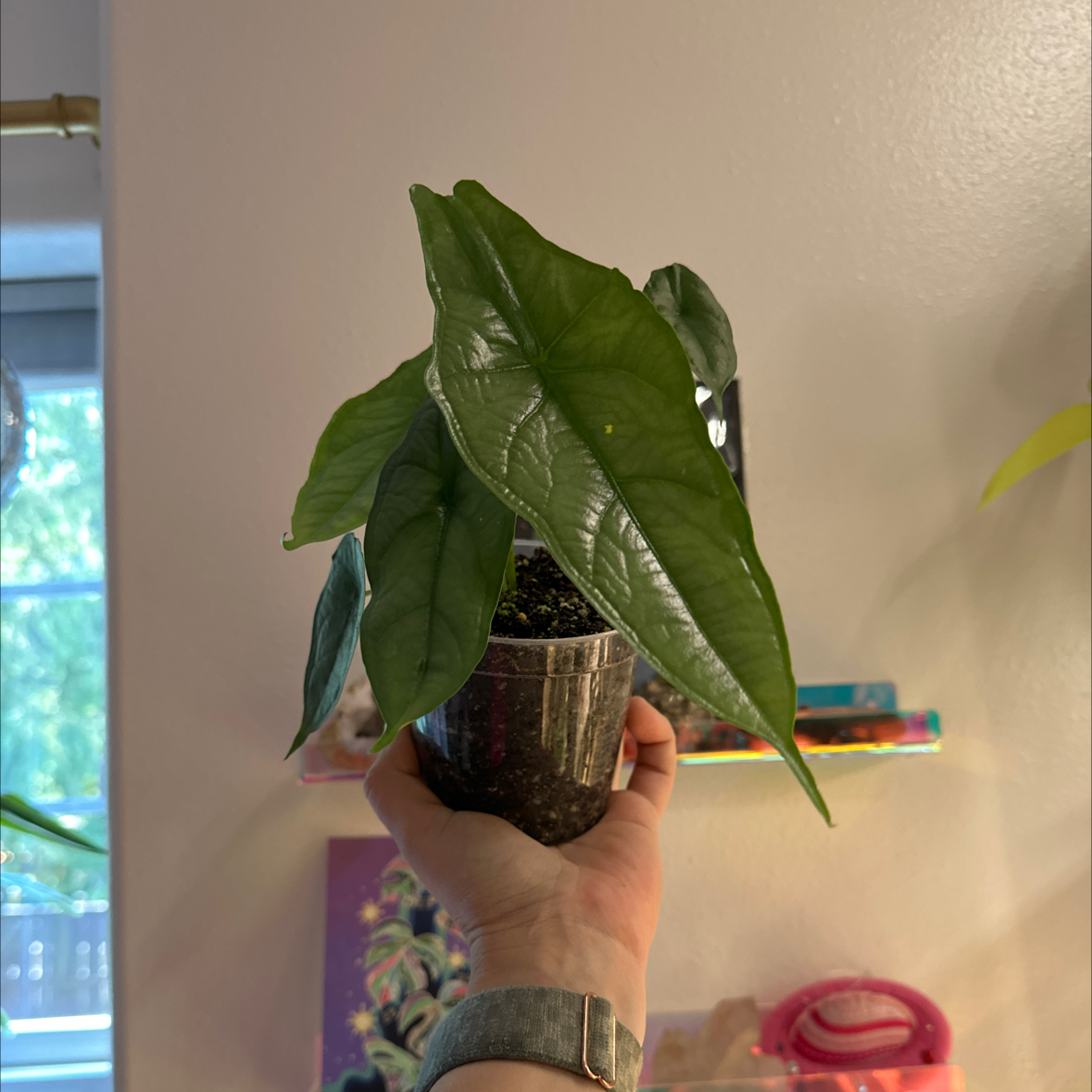 Photo of the plant species Alocasia Dragon Tongue by Lyuda named Toothless on Greg, the plant care app