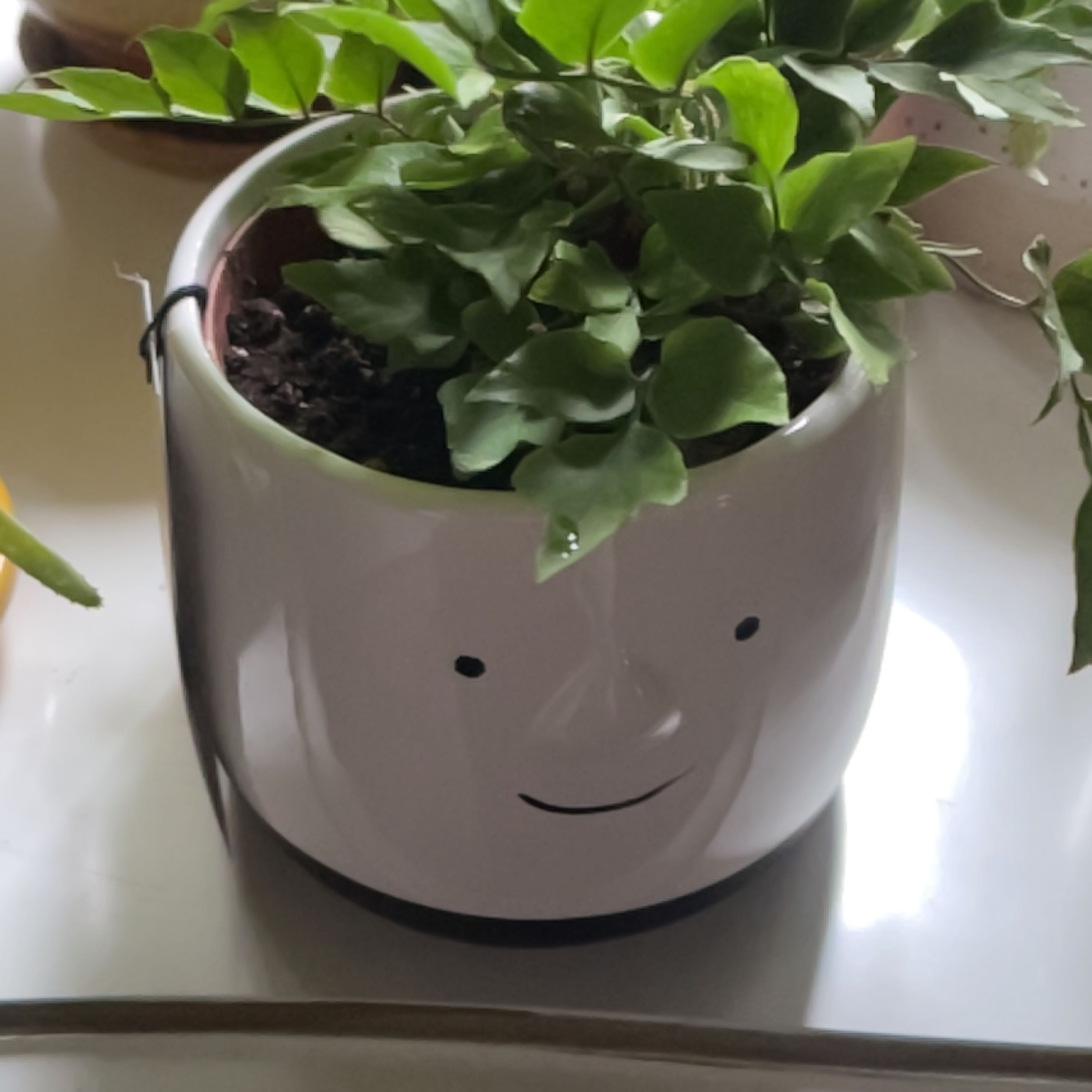Potted House Holly-Fern plant in a decorative pot with a face design.