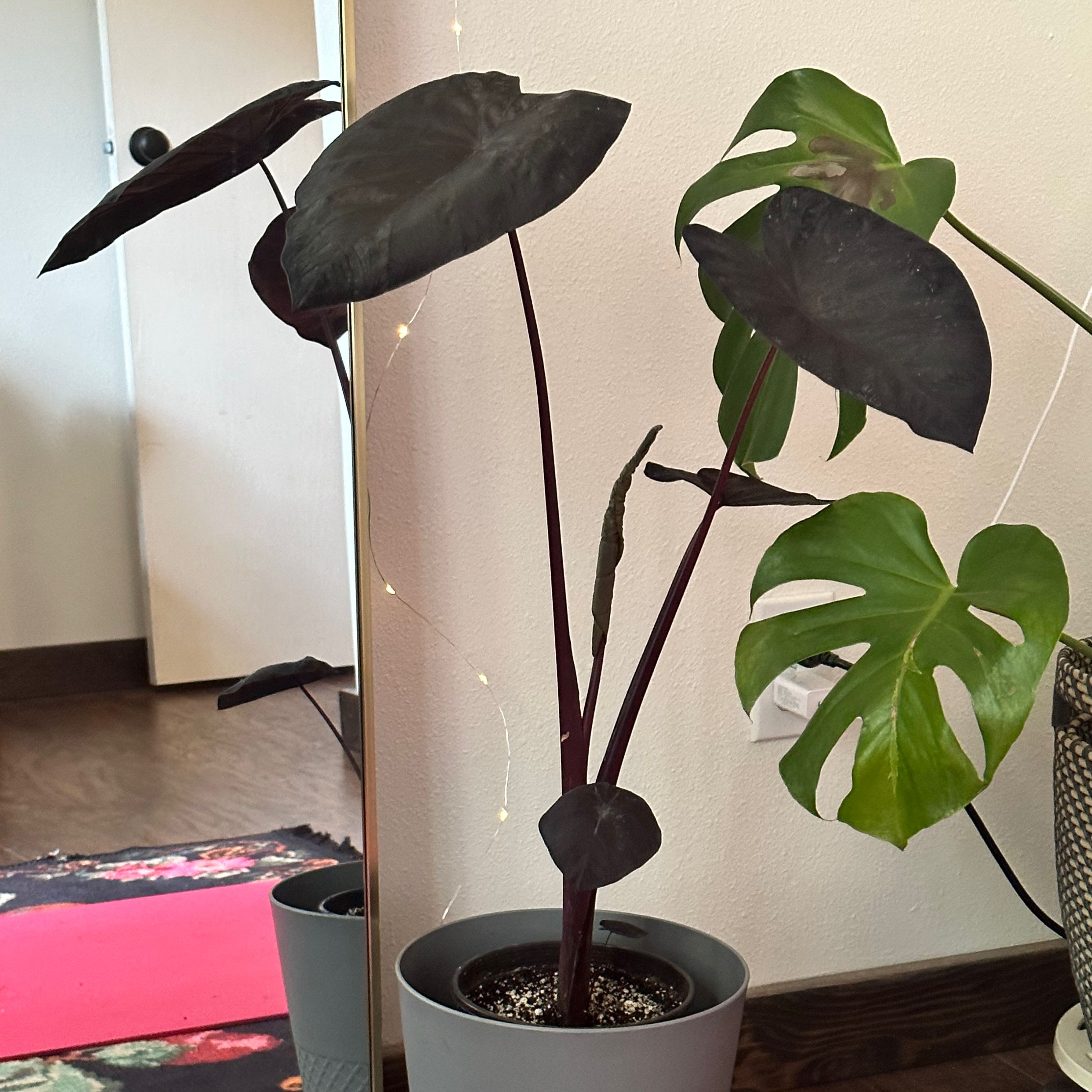 Colocasia 'Black Beauty' and Monstera plants in a pot with visible soil, well-framed and in focus.