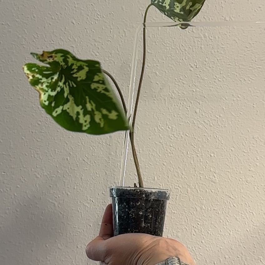 Caladium Hilo Beauty plant with two leaves held by a hand, soil visible.