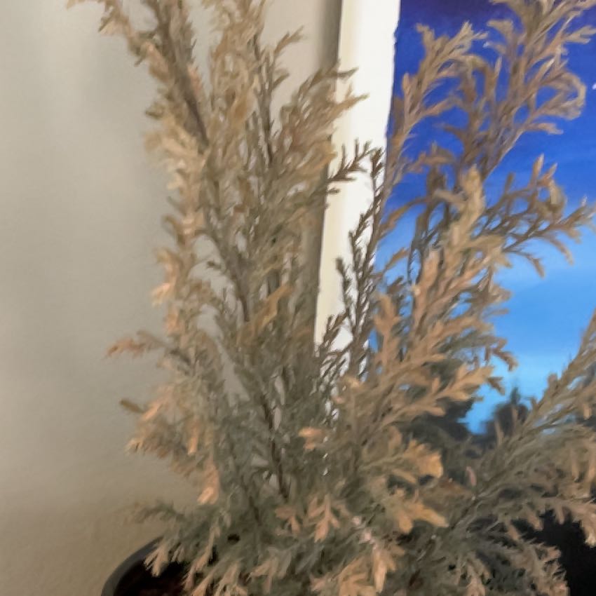 Photo of the plant species Sea Oats by @LisaRamona419 named Elina on Greg, the plant care app