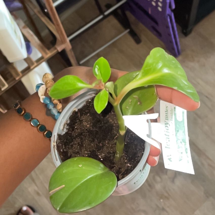 Photo of the plant species 'Salt N' Pepper' by @QueenHogsfennel named Rainier on Greg, the plant care app