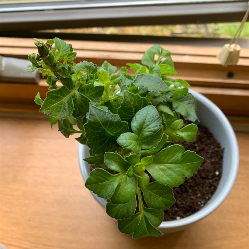 Garden Dahlia plant in a white pot on a windowsill with healthy green leaves.