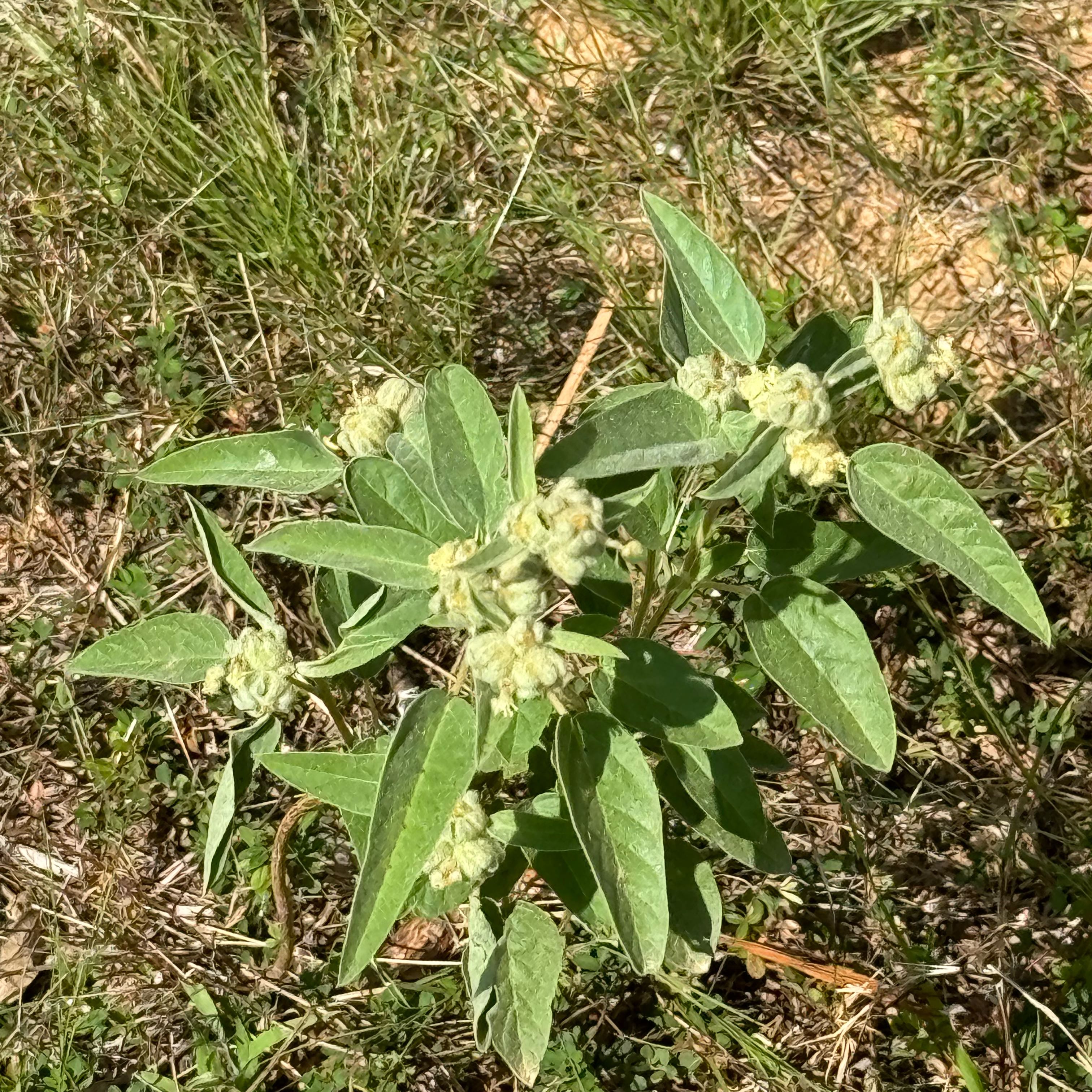 Photo of the plant species Capitate Croton by @GentlemanDodder named Cotton on Greg, the plant care app