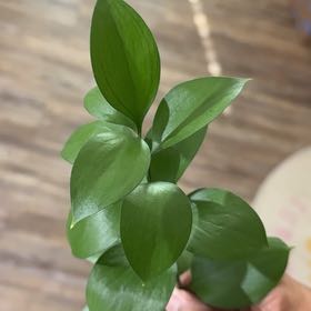 Photo of the plant species Spineless Butcher's Broom by @HighestClusia73 named Naomi on Greg, the plant care app