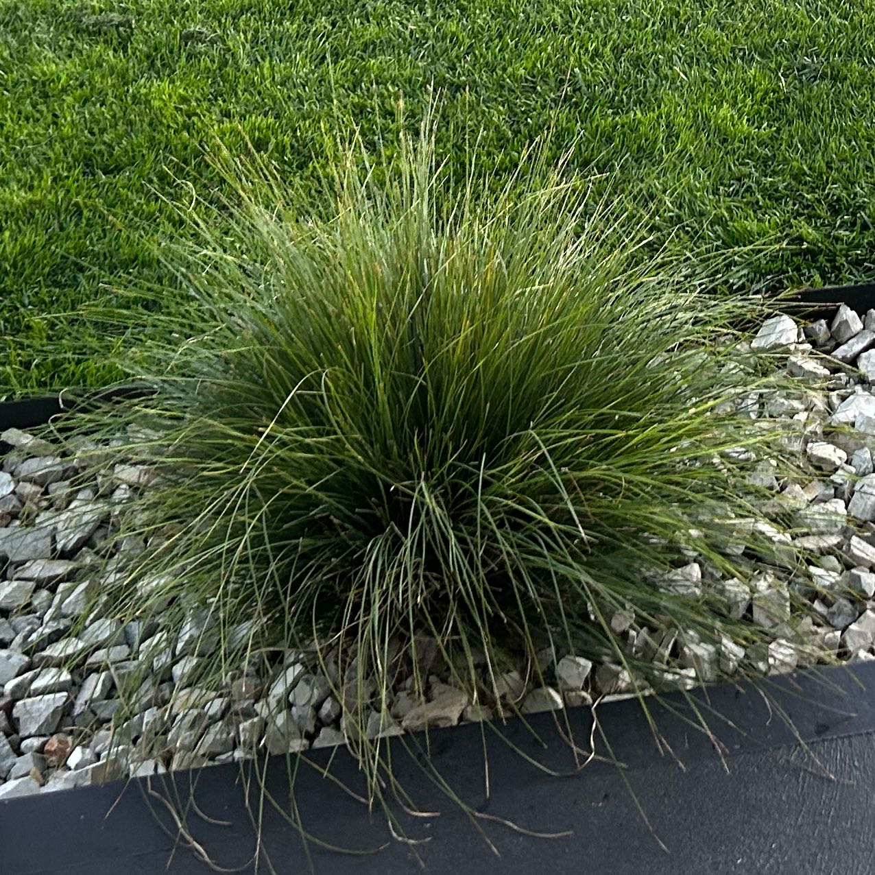 Photo of the plant species Spiny-Head Mat-Rush by @AstuteSugarcane named Mollie on Greg, the plant care app