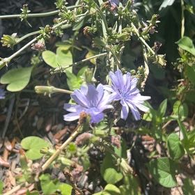 Photo of the plant species Chickory by @WarmHedgecactus named Bodhi on Greg, the plant care app