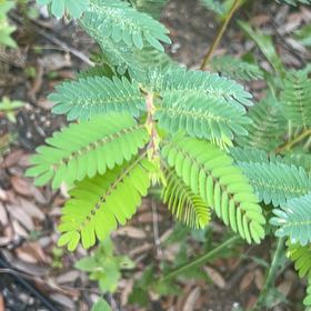 Photo of the plant species Showy Partridgepea by @WarmHedgecactus named Fernie Mercury on Greg, the plant care app