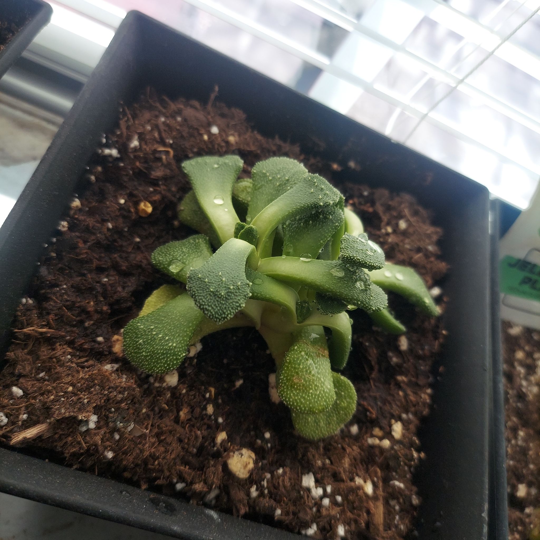 Photo of the plant species Assorted Aloinopsis by @PlantMomm1 named Geico🦎 on Greg, the plant care app