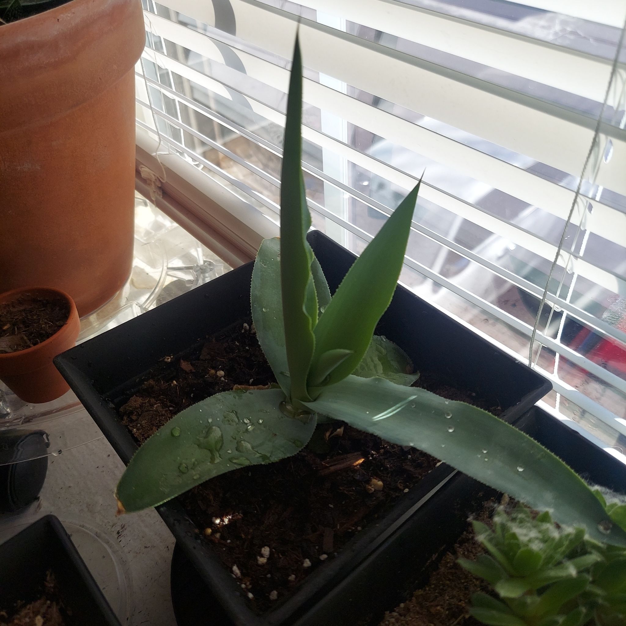 Photo of the plant species Octopus Agave by @PlantMomm1 named Octavio the 🐙  👶 on Greg, the plant care app