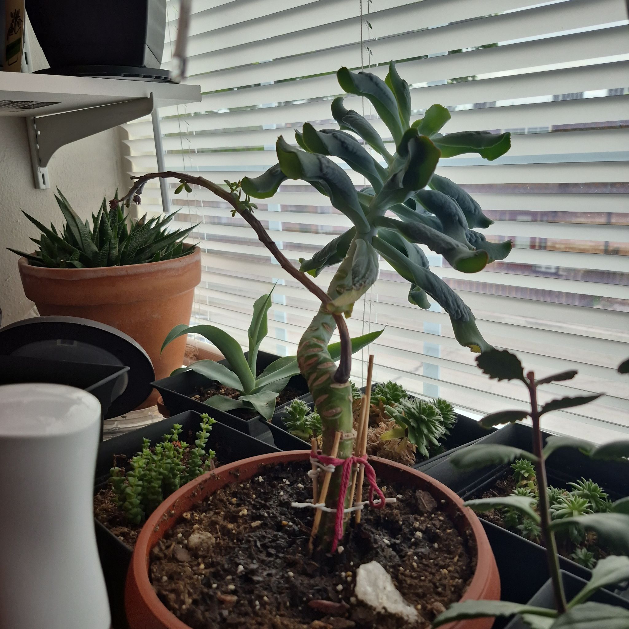 Photo of the plant species Culibra Echeveria by @PlantMomm1 named Jura 🦖 on Greg, the plant care app