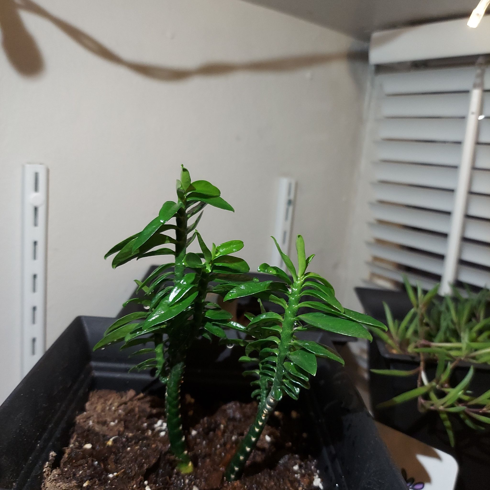 Photo of the plant species Pedilanthus tithymaloides 'Variegata' by @PlantMomm1 named Luci 😈 on Greg, the plant care app