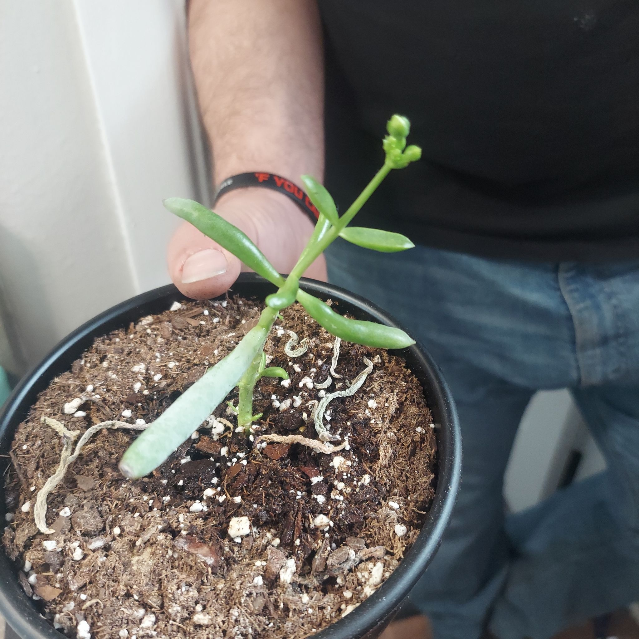 Photo of the plant species Cotyledon 'Happy Young Lady' by @PlantMomm1 named Michelle Branch on Greg, the plant care app