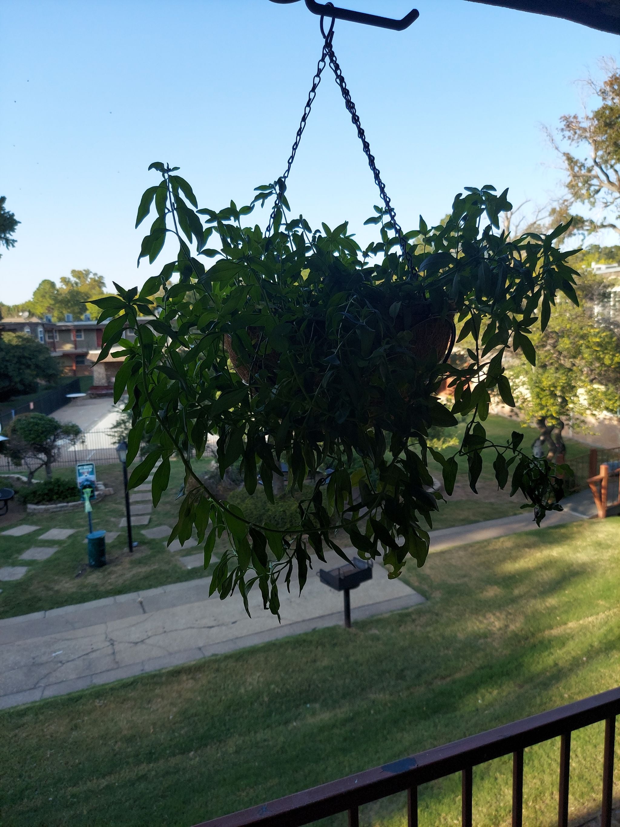 Antirrhinum 'Bronze Dragon' Plant Care Water, Light, Nutrients Greg App 🌱